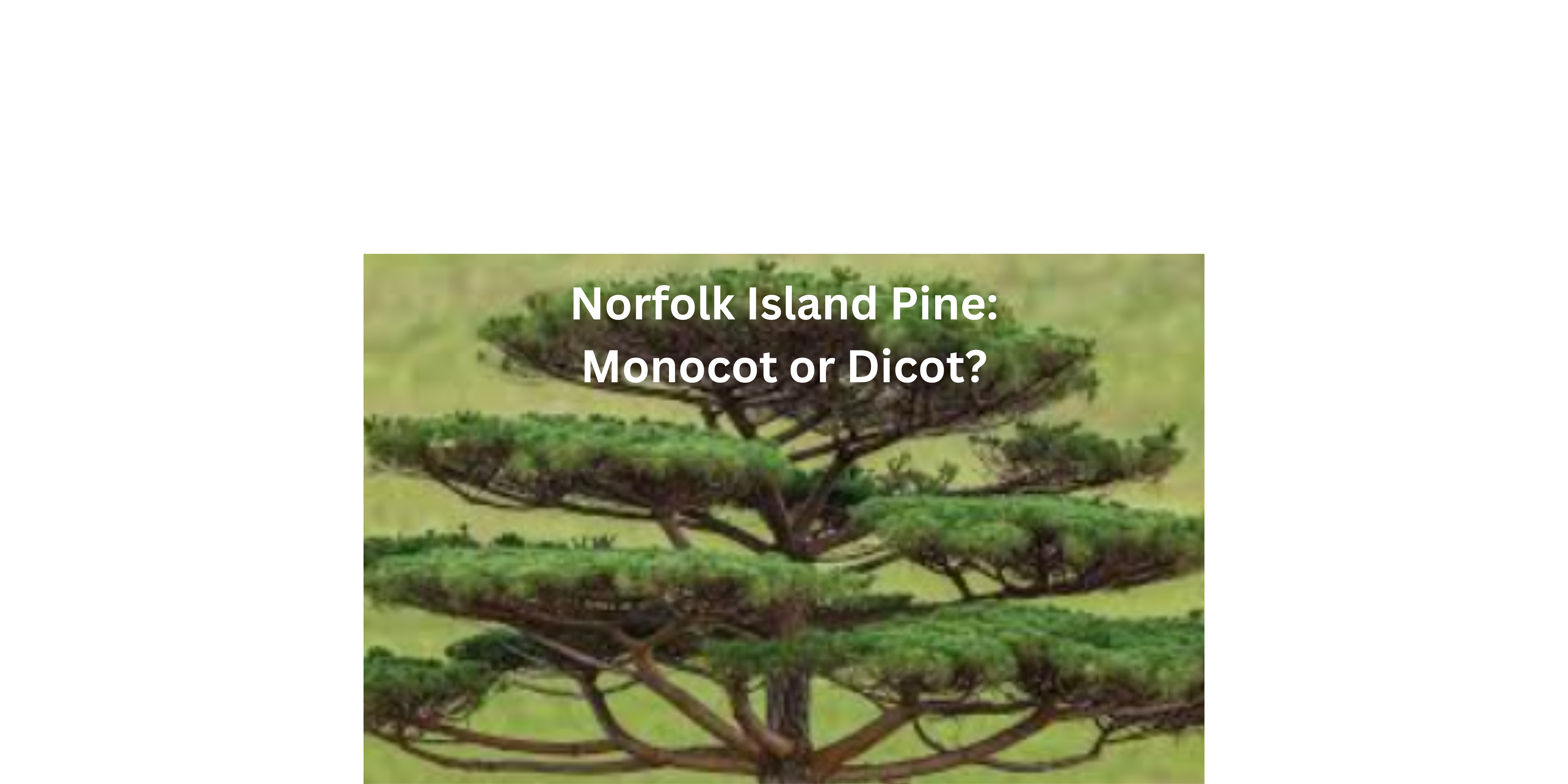 Norfolk Island Pine: Monocot or Dicot