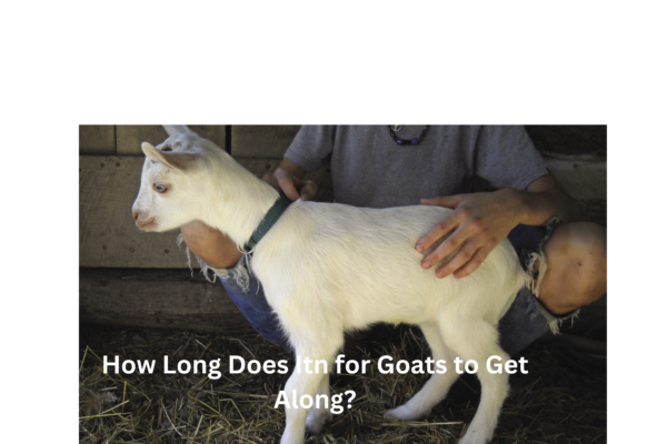 How Long Does Itn for Goats to Get Along